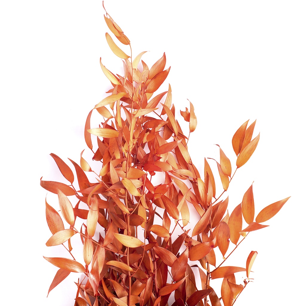 RUS/0503T Ruscus stabilisée Orange 40-80 cm
