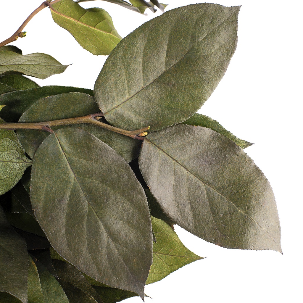 SAL/0102 Salal Preserved Green 20-50 cm