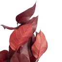 SAL/0202 Salal Stabilisierte Rot 20-50 cm