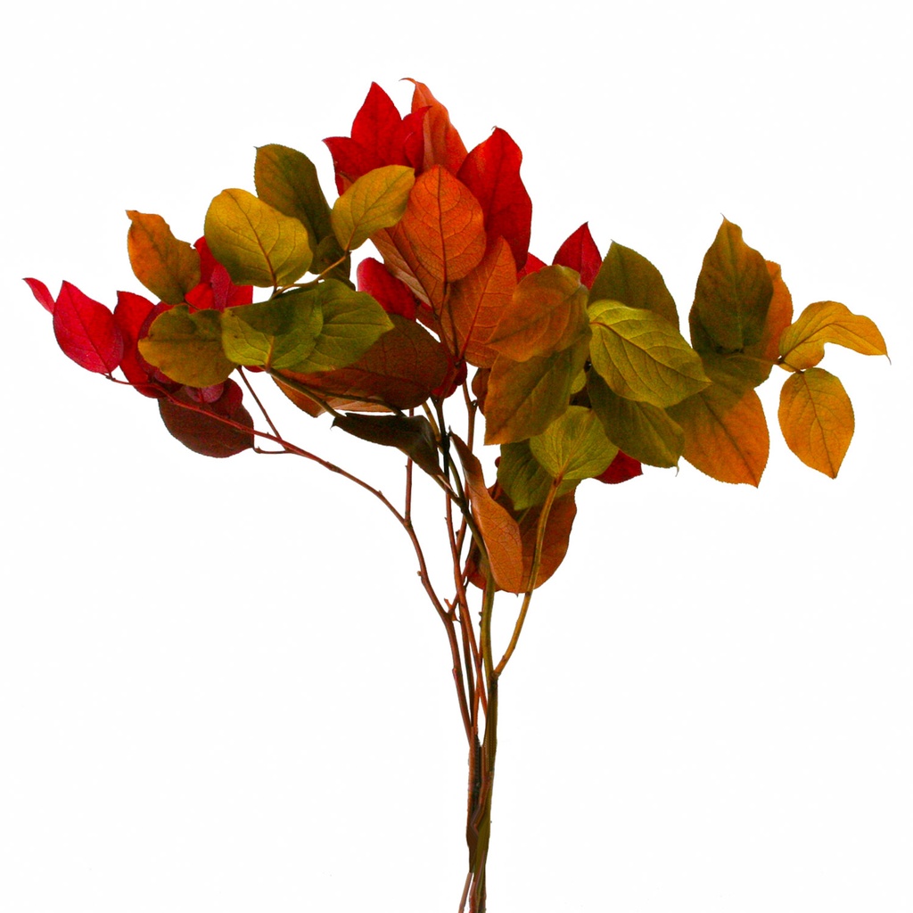 SAL/0402T Salal Stabilisierte Herbst 20-50 cm