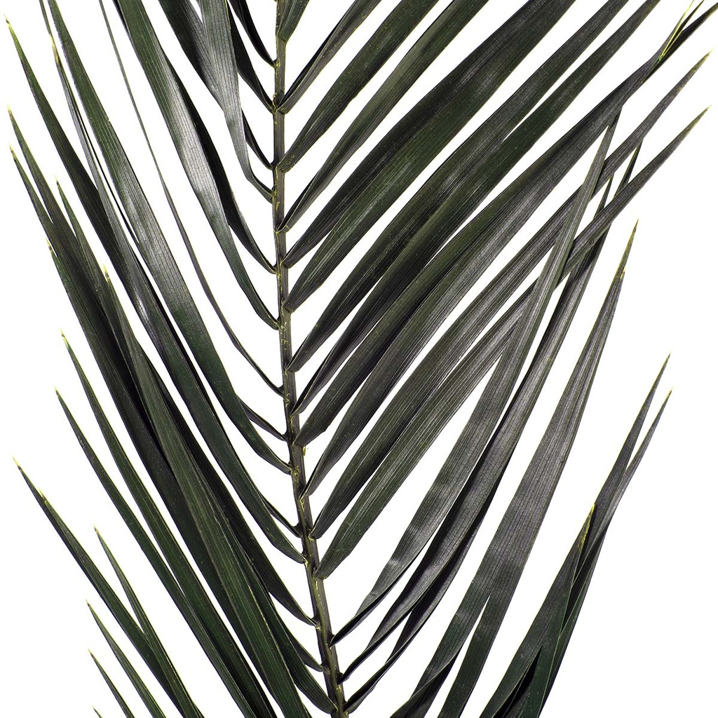 PHP/0103 Phoenix Stabilisierte Grün 40-60 cm