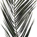 PHP/0103 Phoenix Stabilisierte Grün 40-60 cm