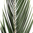 PHP/0106 Phoenix Preserved – Green, 60-80 cm Height | Indoor Decorative Tree 