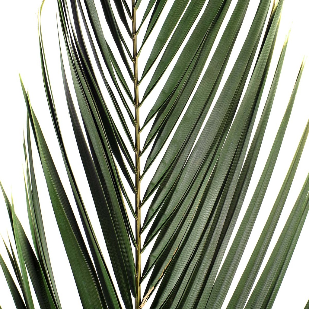 PHP/0108 Palm Phoenix Preserved Green 80-100 cm
