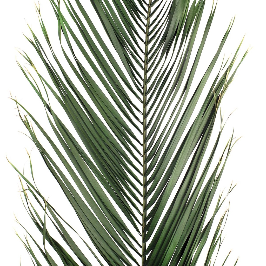 PHP/0116 Phoenix Stabilisierte Grün 175-200 cm