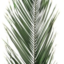 PHP/0116 Palme Phoenix Stabilisierte Grün 175-200 cm