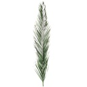 PHP/0120 Phoenix Stabilisierte Grün 200-250 cm