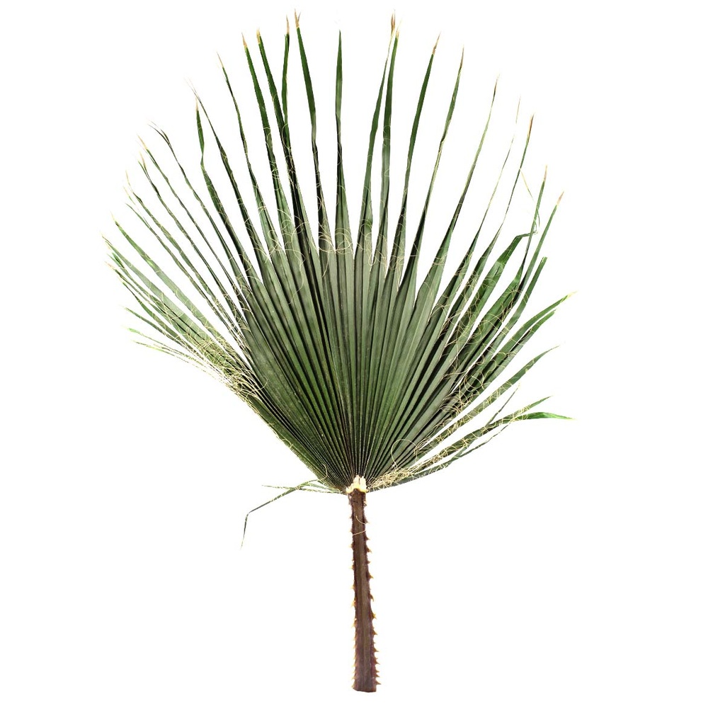 WAS/0108 Washingtonia Stabilisierte Grün 80-100 cm