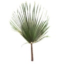 WAS/0108 Washingtonia Stabilisierte Grün 80-100 cm