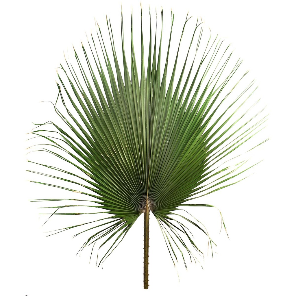 WAS/0112 Washingtonia Stabilisierte Grün 120-140 cm