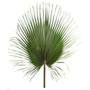 WAS/0112 Washingtonia Stabilisierte Grün 120-140 cm