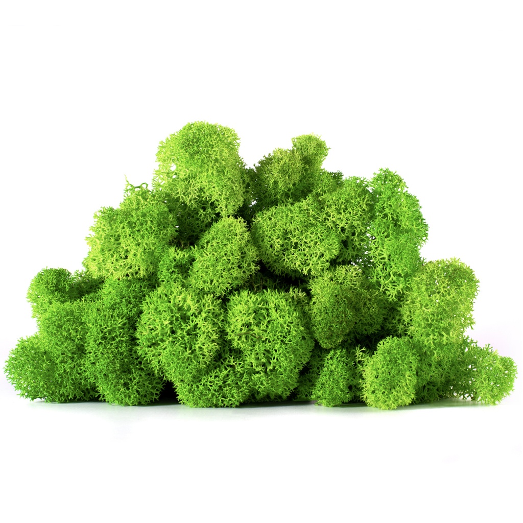 LIC/0579 Lichen stabilisé Vert W-Box 0,5 kg