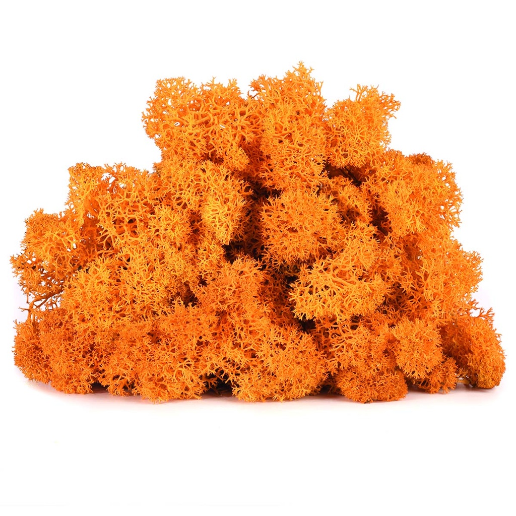 LIC/0551 Lichen stabilisé Automne - W-Box 0,5 kg