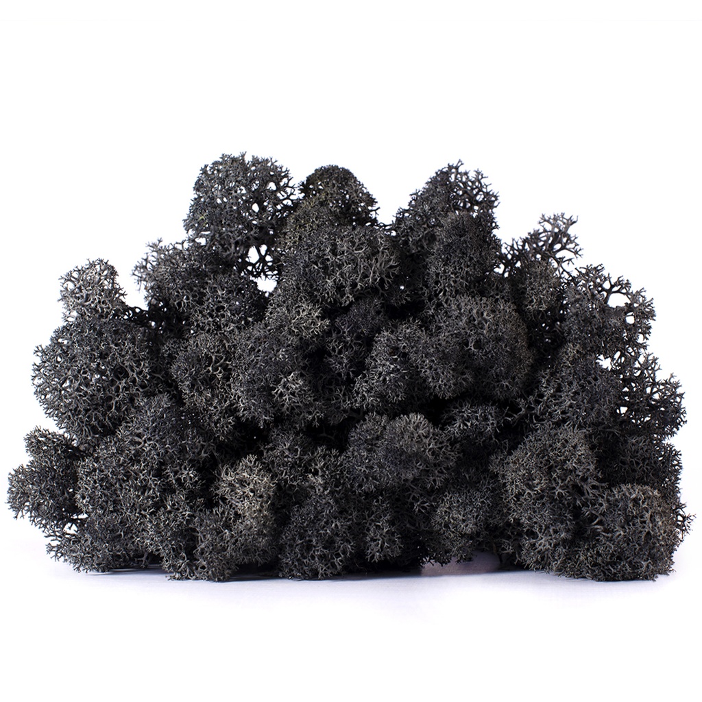 LIC/0552 Lichen stabilisée Noir W-Box 0,5 kg