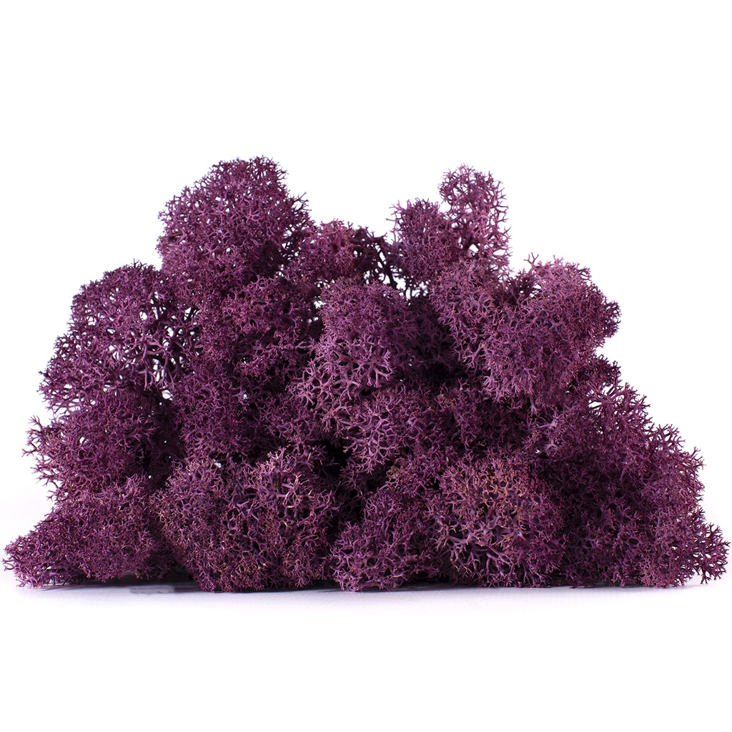 LIC/0553 Preserved Lichen Erica - W-Box 0,5 kg