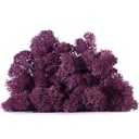 LIC/0553 Lichene stabilizzato Erica -  scatola con  0,5 kg