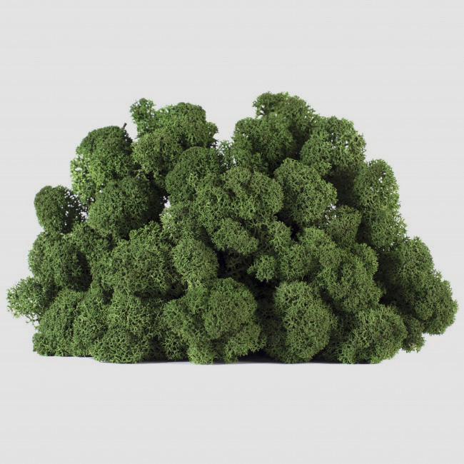LIC/0554 Stabilisierten Islandmoos Grün — W-Box 0,5 kg