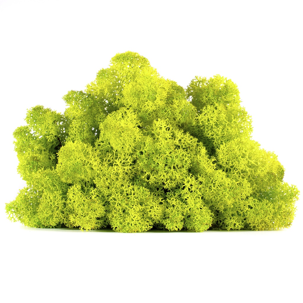 LIC/0555 Lichene stabilizzato Spring W-Box 0,5 kg