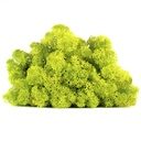 LIC/0555 Lichene stabilizzato Spring W-Box 0,5 kg