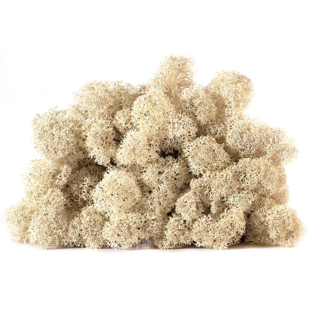 LIC/0556 Preserved Lichen Natural - W-Box 0,5 kg
