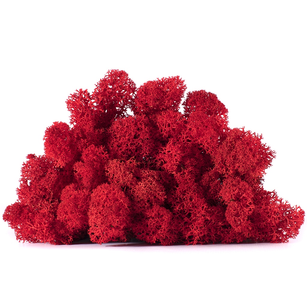 LIC/0557 Lichene stabilizzato Rosso - scatola con 0,5 kg