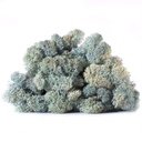 LIC/0559 Lichen stabilisé Bleu Glace W-Box 0,5 kg