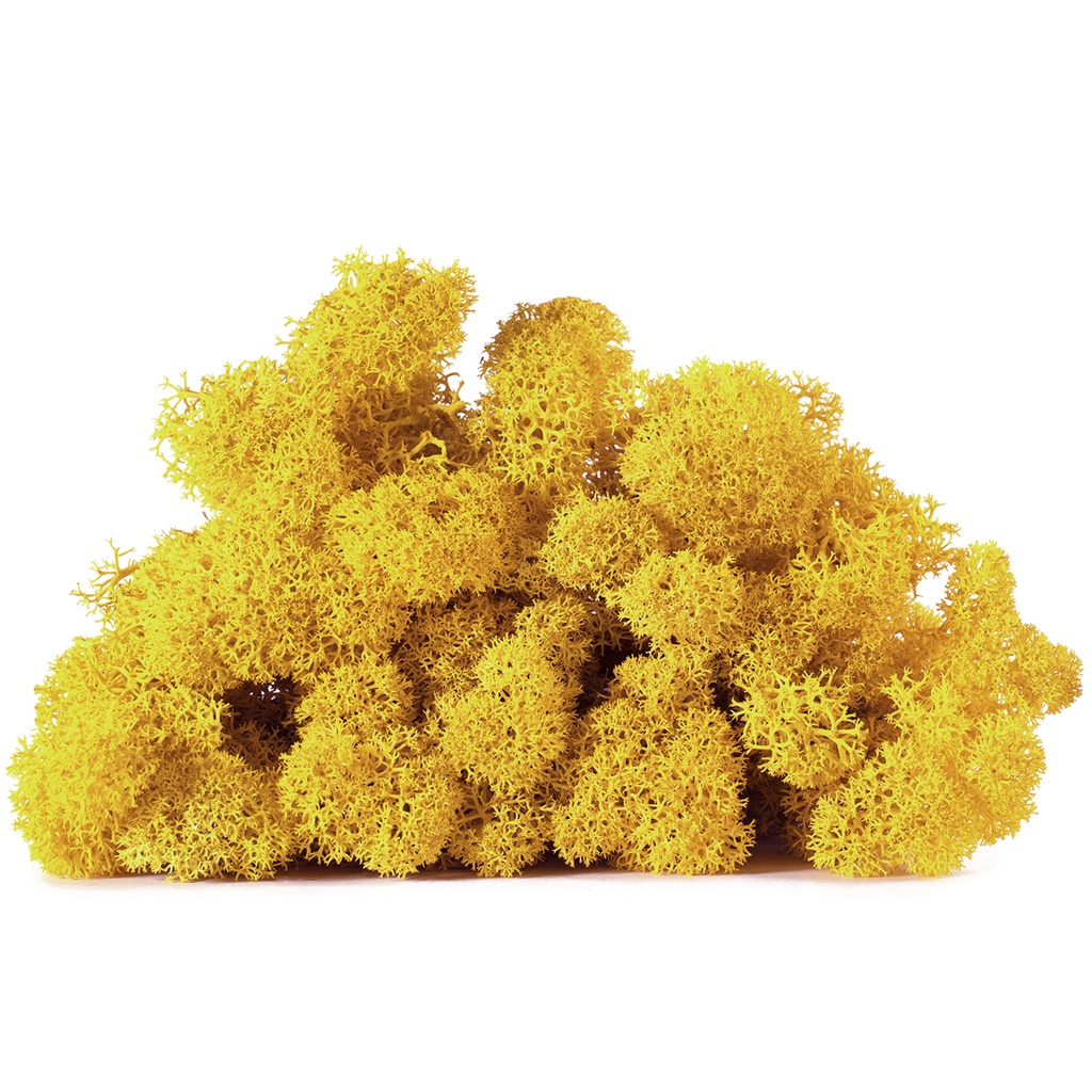 LIC/0560 Stabilisierten Islandmoos Gelb - W-Box 0,5 kg