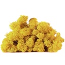 LIC/0560 Preserved Lichen Yellow - W-Box 0,5 kg
