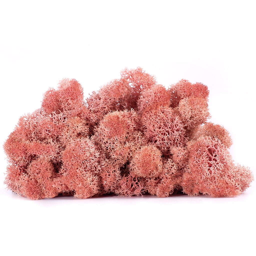 LIC/0562 Lichene stabilizzato Rosa -  scatola con  0,5 kg