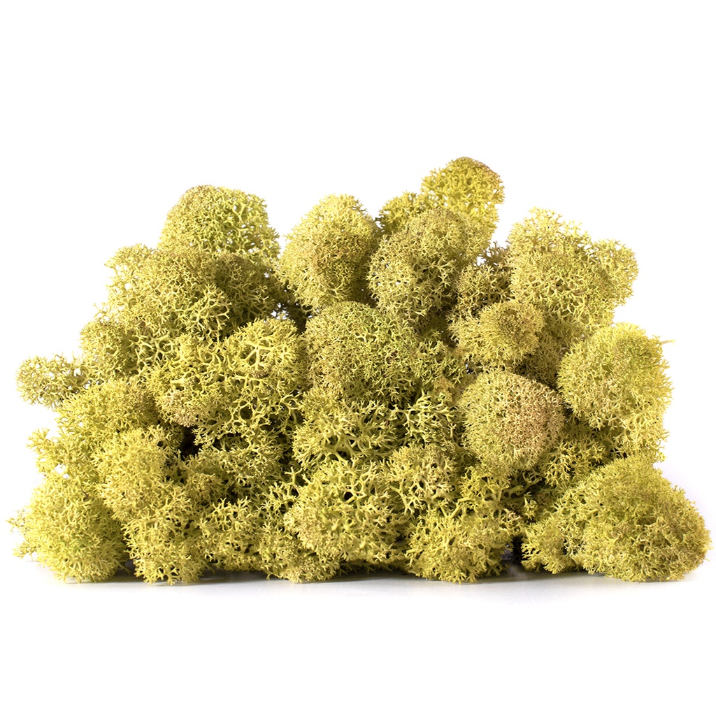 LIC/0564 Lichen stabilisé Vieux printemps W-Box 0,5 kg