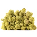 LIC/0564 Stabilisierten Islandmoos Alt Frühjahr - W-Box 0,5 kg