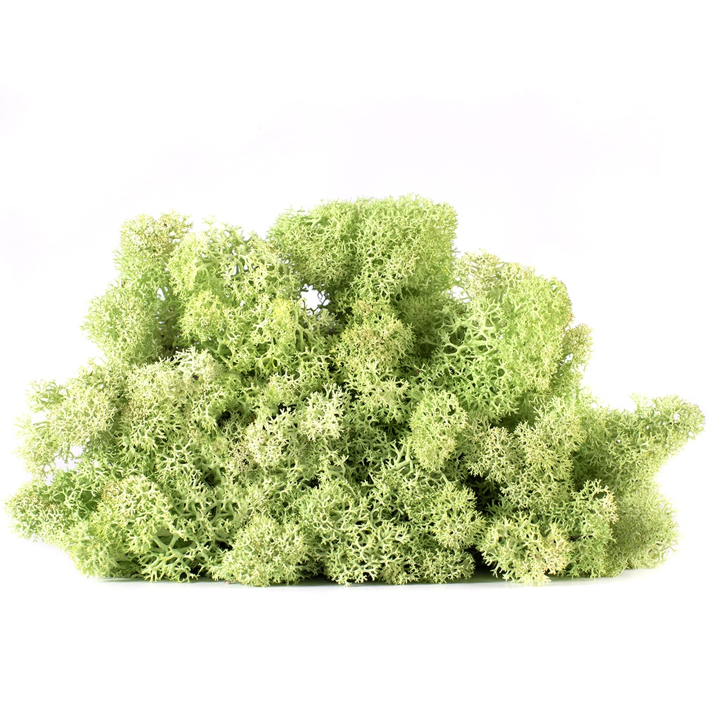 LIC/0566 Lichen stabilisée Menthe W-Box 0,5 kg