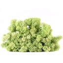 LIC/0566 Stabilisierten Islandmoos Minze - W-Box 0,5 kg