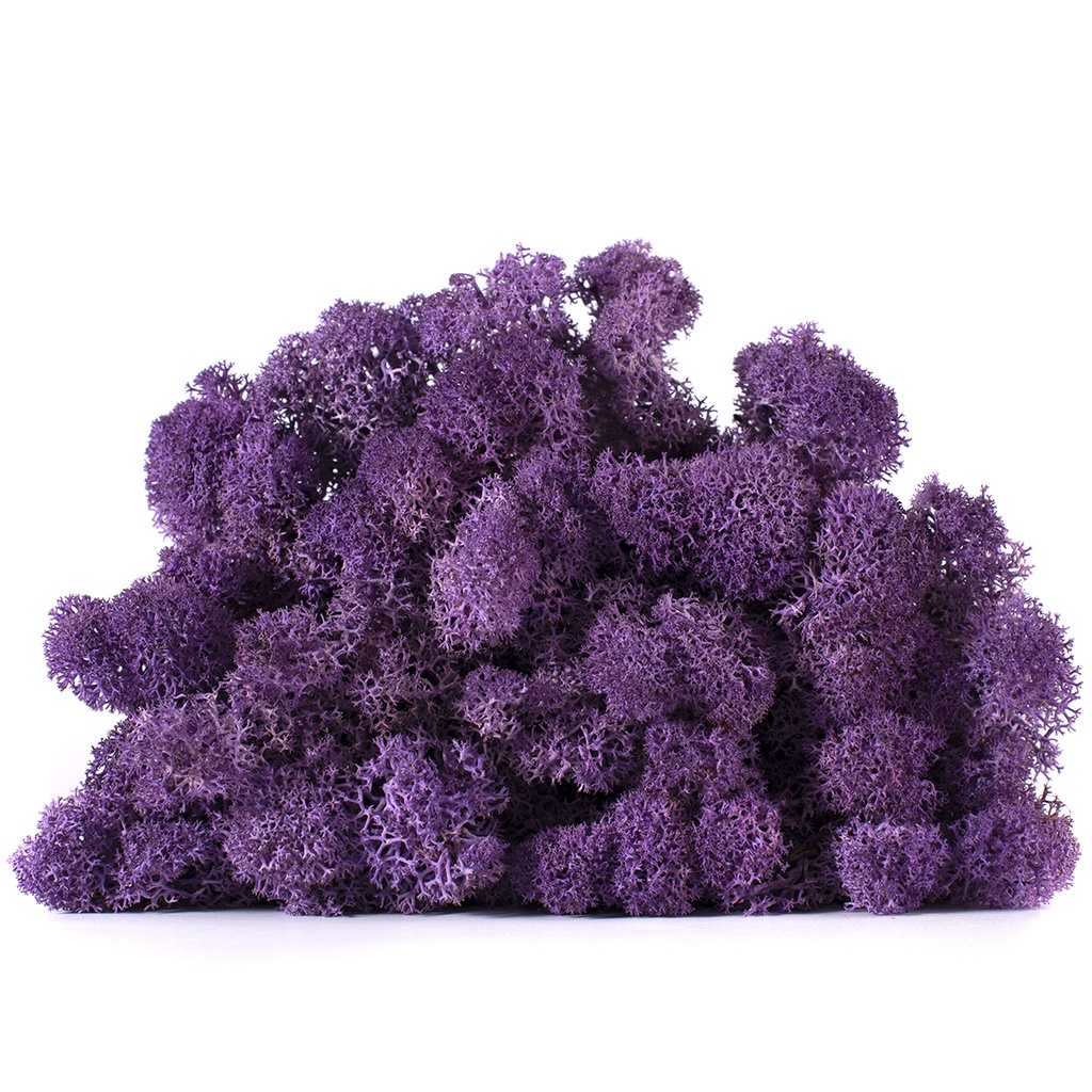 LIC/0567 Lichene stabilizzato Viola - scatola con 0,5 kg