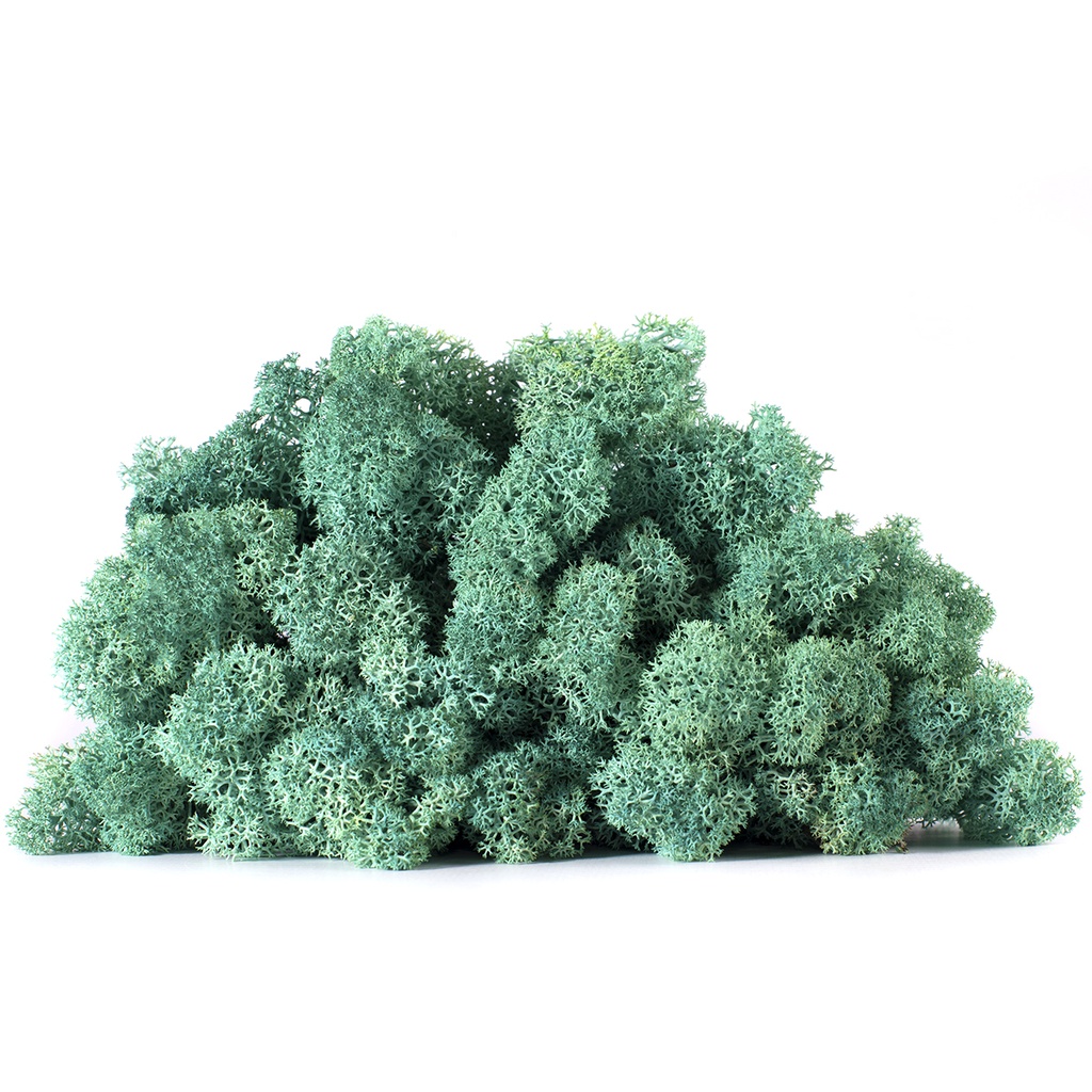 LIC/0587 Lichene stabilizzato Pacific Green W-Box 0,5 kg