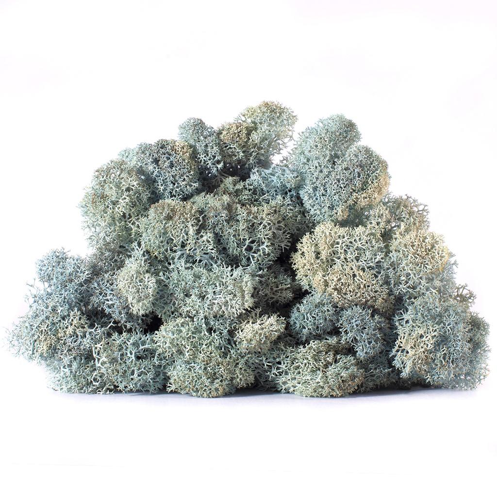 LIC/4059 Lichene stabilizzato Ice Blue Box 4 kg