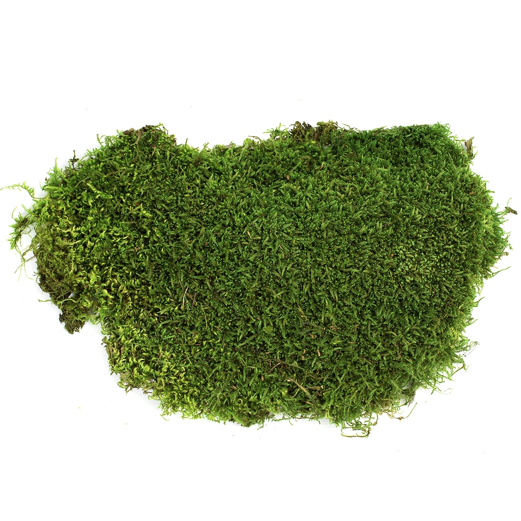 MOU/3100 Mousse Plate stabilisée -Emballage plastique 0,5 kg- Vert 