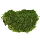 MOU/3100 Preserved Flat Moss - Plastic Pack 0,5 kg - Green