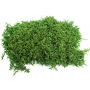 MPL/1500 Stabilisiertes Flachmoos Lycopodium - Bulk Box 1,5 kg - Grün
