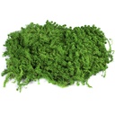 MPS/1500 Preserved Sphagnum Moss - Bulk Box 1,5 kg - Green