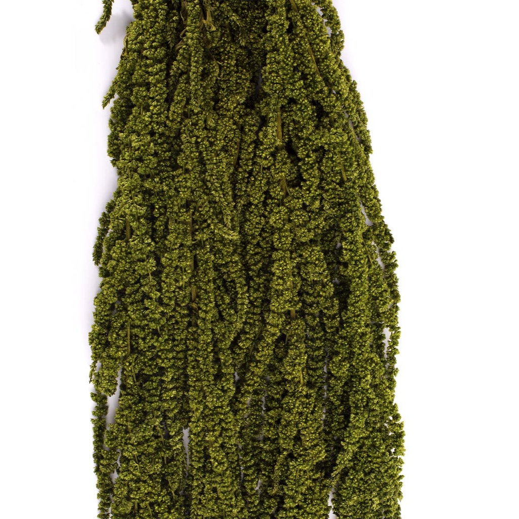 AMA/4114 Amaranth stabilisiert Almond Grün 40-70 cm