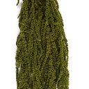 AMA/4114 Amaranth stabilisiert Almond Grün 40-70 cm