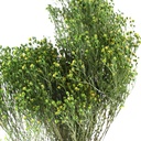 BRM/4123 Broom Preserved Green 30-60 cm