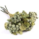 BRU/9103 Brunia Albiflora Stabilisierte Grün Gray 30-60 cm