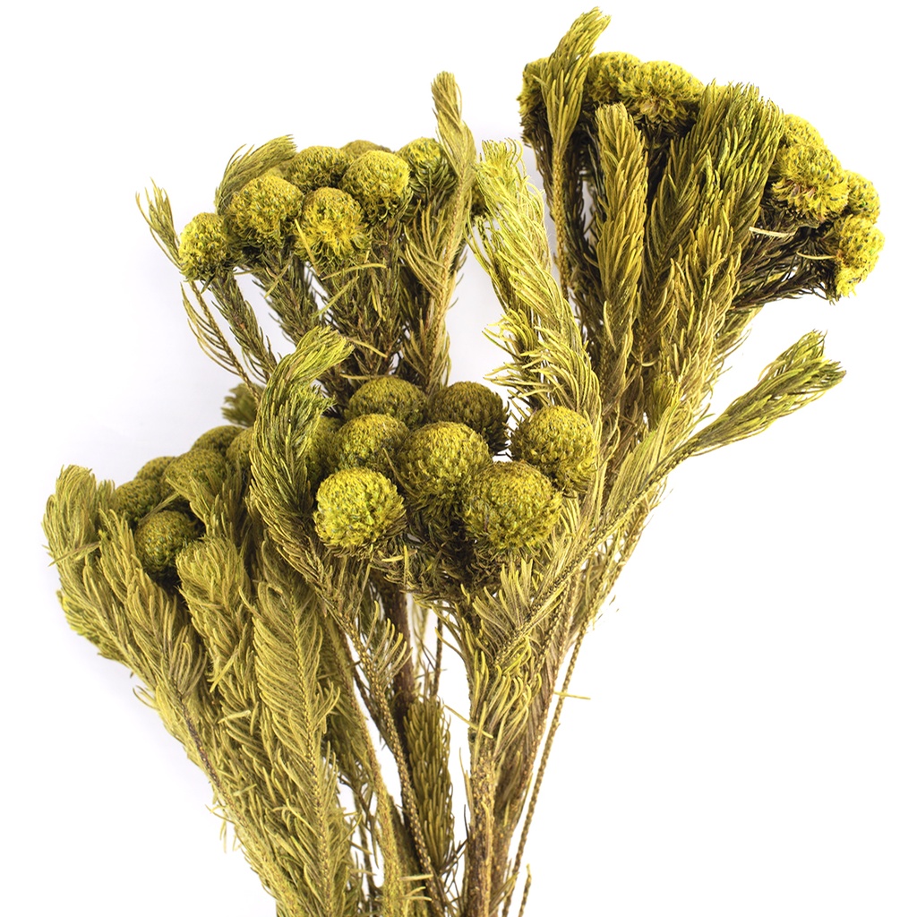 BRU/9333 Brunia Albiflora Preserved Yellow Green 30-60 cm