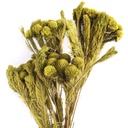 BRU/9333 Brunia Albiflora Stabilisierte Gelb Grün 30-60 c