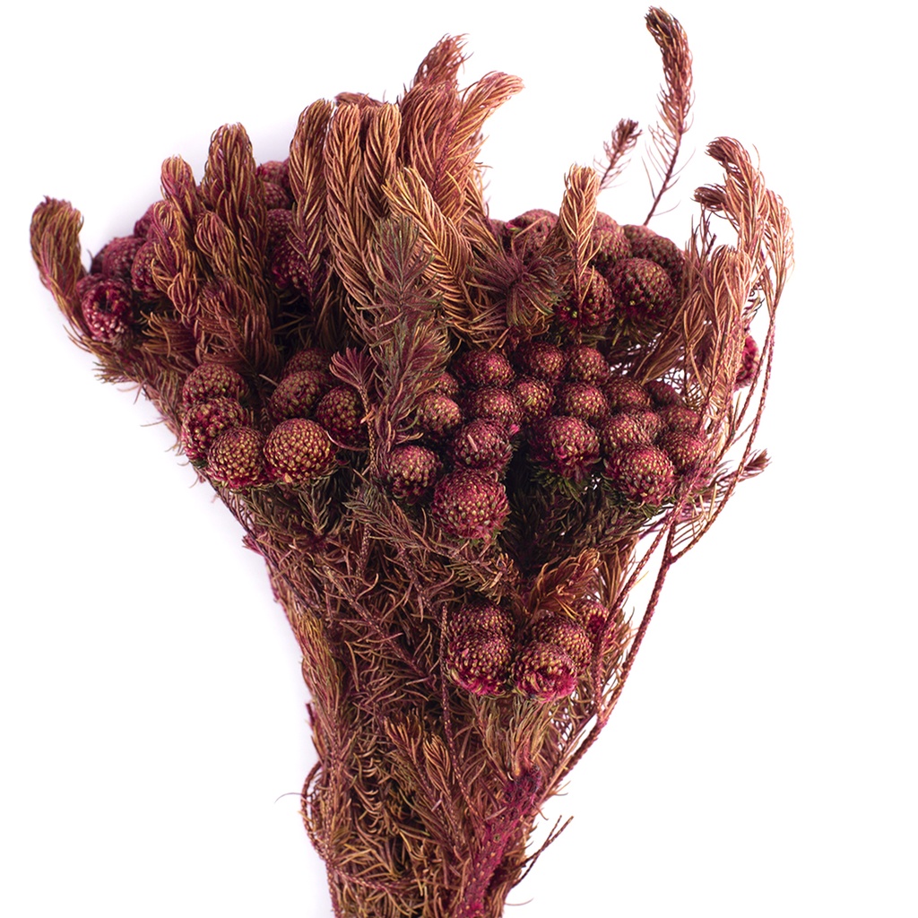 BRU/9713 Brunia Albiflora Stabilisierte Byzanz 30-60 cm