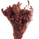 BRU/9713 Brunia Albiflora Stabilisierte Byzanz 30-60 cm