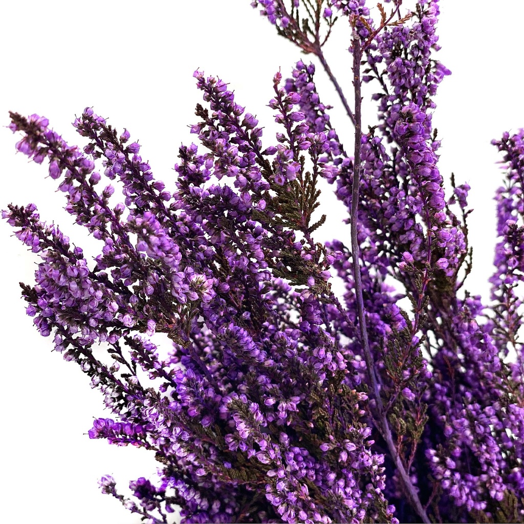 ERM/4420T Erica Mediterranea Stabilisierte Veilchen 30-60 cm