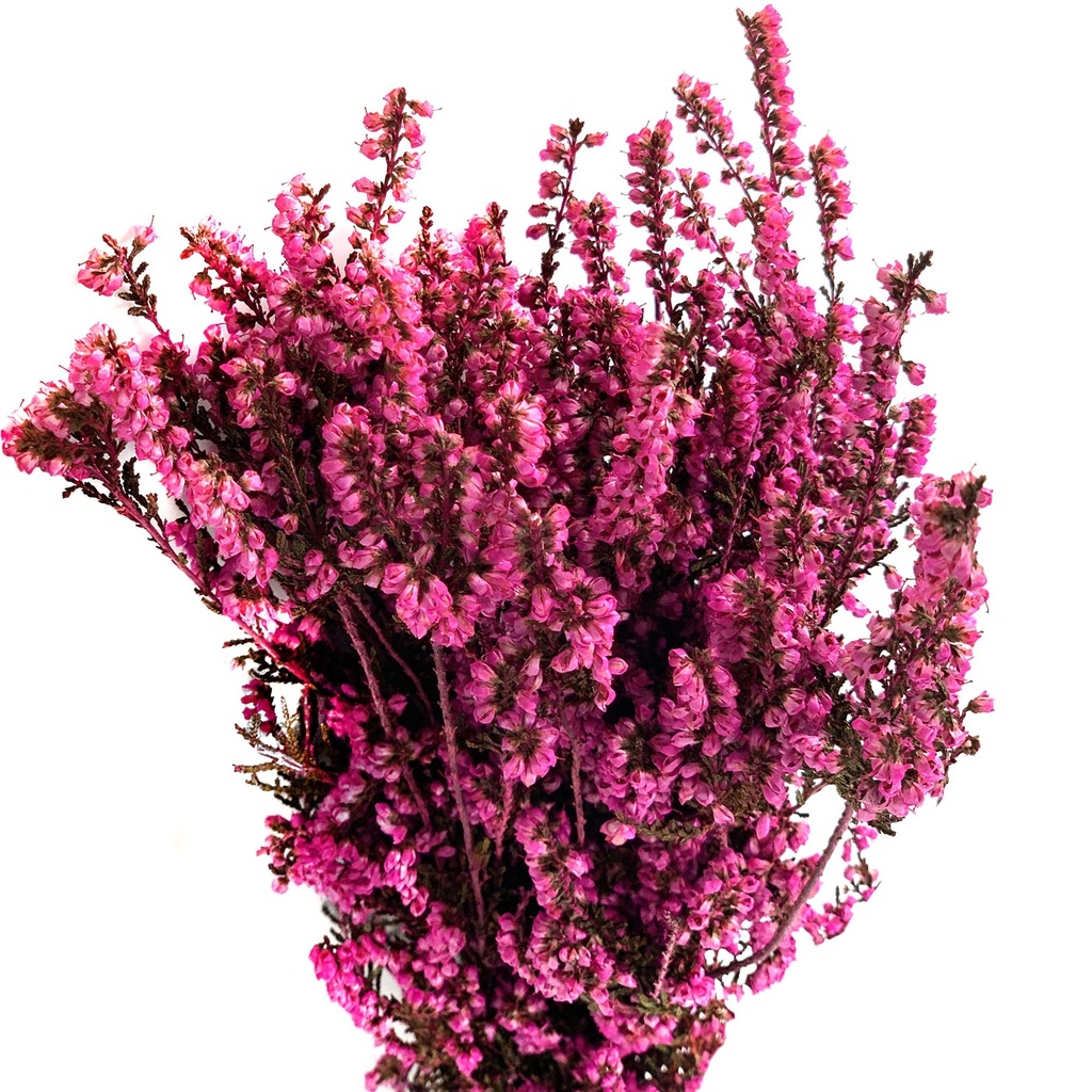 ERM/4490 Erica Mediterranea Stabilisierte Fuchsie 30-60 cm